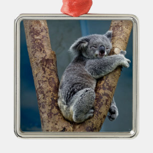 Ornamento De Metal Sonos do urso de Koala que abraçam uma árvore