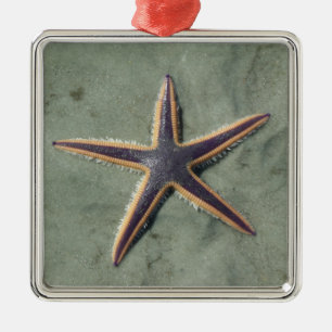 Ornamento De Metal Starfish Estrela do mar roxo na praia