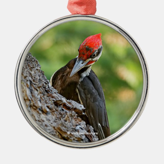 Ornamento De Metal Stunning Portrait of Pileated Woodpecker on Tree (Frente)