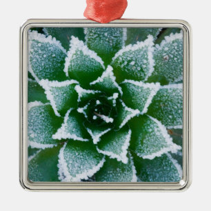 Ornamento De Metal Suculenta Hen & Chicks com geada no início