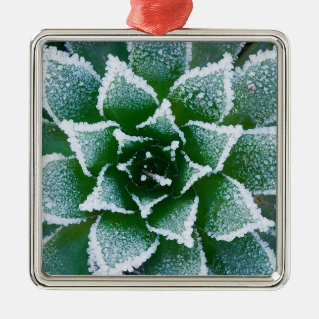Ornamento De Metal Suculenta Hen & Chicks com geada no início (Frente)