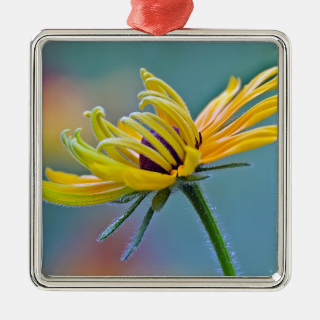 Ornamento De Metal Susan de olhos pretos (Frente)