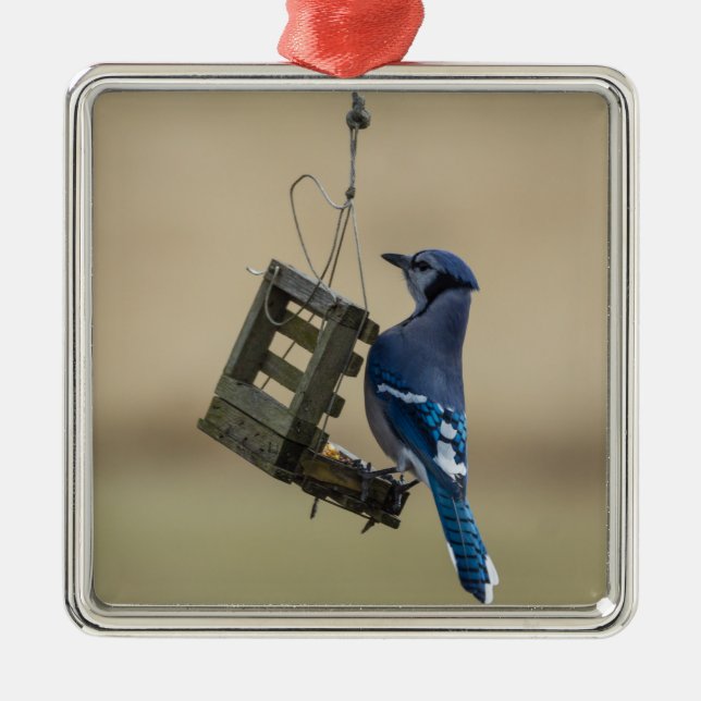 Ornamento De Metal Swing Blue Jay (Frente)