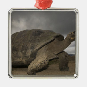 Ornamento De Metal Tartaruga gigante de Galápagos Geochelone