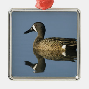 Ornamento De Metal Teal de asas azuis, Anas discorda, macho, Porto