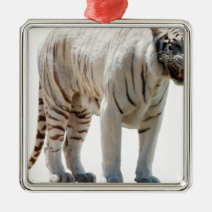 Ornamento De Metal Tiger cat stripes personaliza os vizinhos