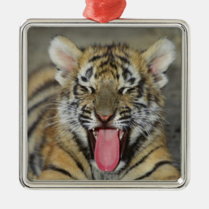 Ornamento De Metal Tigre de Bengal que boceja