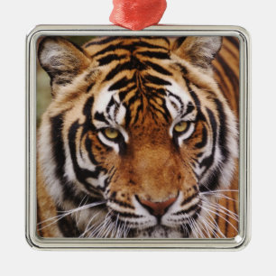 Ornamento De Metal Tigre-de-bengala, Panthera tigris