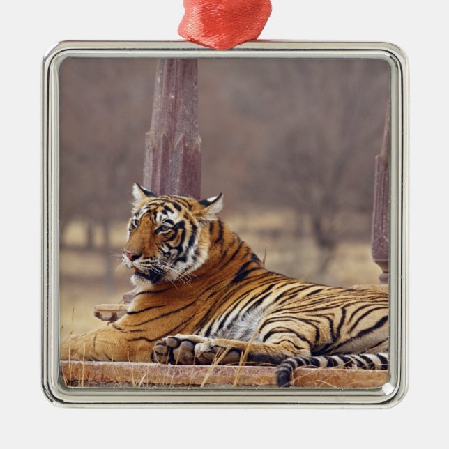 Ornamento De Metal Tigre-de-bengala-real no ceaph, (Frente)
