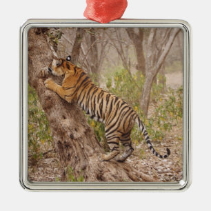 Ornamento De Metal Tigre-de-bengala-real subindo na árvore,