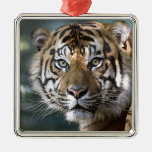 Ornamento De Metal Tigre-de-sumatra-macho (Panthera tigris sumatrae)