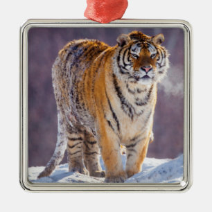 Ornamento De Metal Tigre Siberian na neve, China