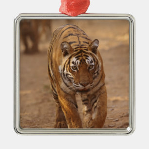 Ornamento De Metal Tigres Reais de Bengala na pista, Ranthambhor