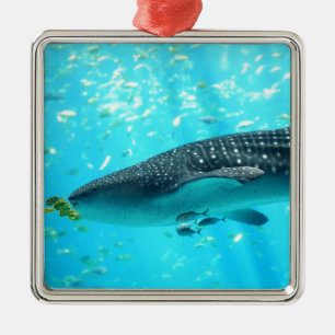 Ornamento De Metal Tubarão-baleia azul-Na moda de-água marinha