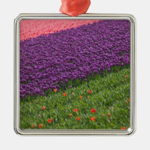 Ornamento De Metal Tulipas nos Jardins Keukenhof, Amsterdã, 3