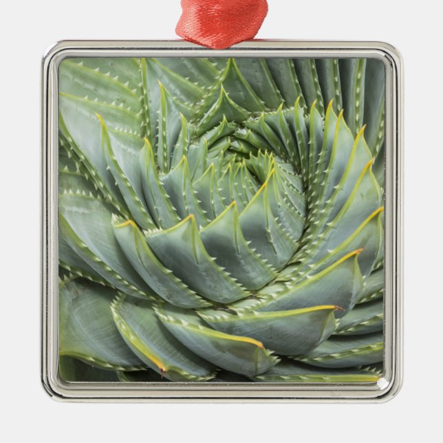 Ornamento De Metal Um Succulent verde & branco (Frente)