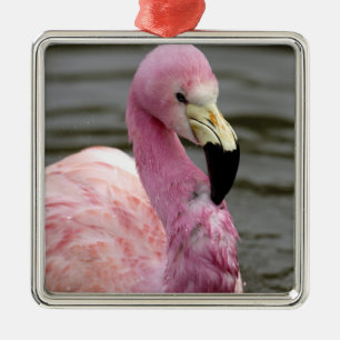 Ornamento De Metal Uma foto cativa de um Flamingo Andino