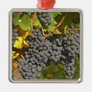 Ornamento De Metal Uma videira com cachos de uvas Merlot maduras - Ca