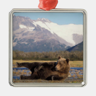 Ornamento De Metal Urso pardo, urso cinzento esticando-se de costas