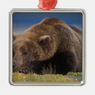 Ornamento De Metal Urso pardo, urso cinzento, tirando uma soneca, Kat