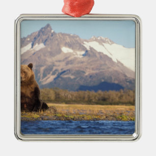Ornamento De Metal urso pardo, Ursus arctos, urso cinzento, Ursus