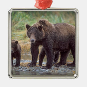Ornamento De Metal urso pardo, Ursus arctos, urso cinzento, Ursus 3