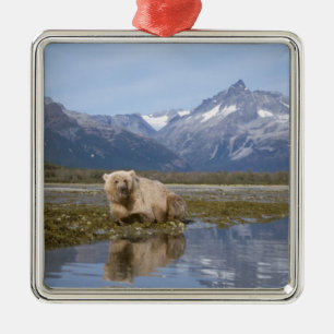 Ornamento De Metal urso pardo, Ursus arctos, urso cinzento, Ursus 4