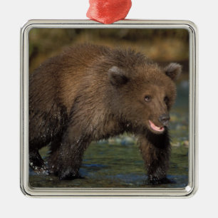 Ornamento De Metal urso pardo, Ursus arctos, urso cinzento, Ursus 6