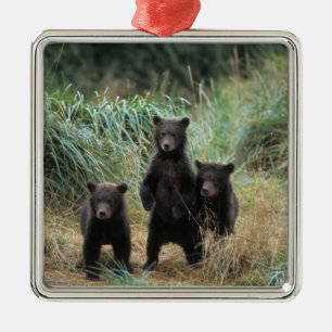 Ornamento De Metal urso pardo, Ursus arctos, urso cinzento, Ursus 7