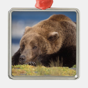 Ornamento De Metal urso pardo, Ursus arctos, urso cinzento, Ursus 8