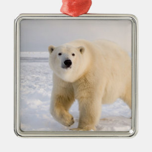 Ornamento De Metal urso polar, maritimus do Ursus, no gelo e na neve,