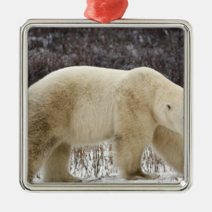 Ornamento De Metal Urso Polar Ursus maritimus) em Churchill