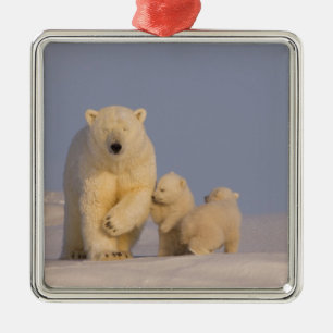 Ornamento De Metal urso polar, Ursus maritimus, fêmea com filhotes re