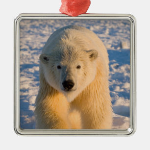 Ornamento De Metal urso polar, Ursus maritimus, urso polar sobre gelo