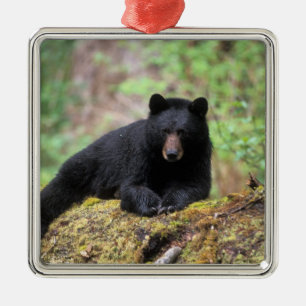 Ornamento De Metal Urso preto em um tronco de crescimento antigo na