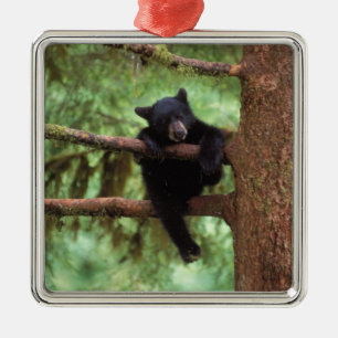 Ornamento De Metal urso preto, Ursus americanus, filhote em uma árvor