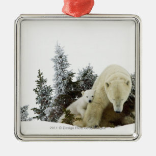 Ornamento De Metal Ursos polares no parque nacional de Wapusk