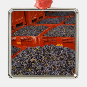 Ornamento De Metal Uvas Gamay recém-chegadas da colheita na