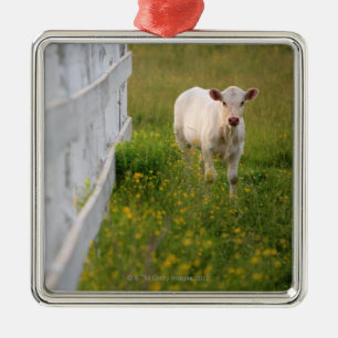 Ornamento De Metal Vacas no campo