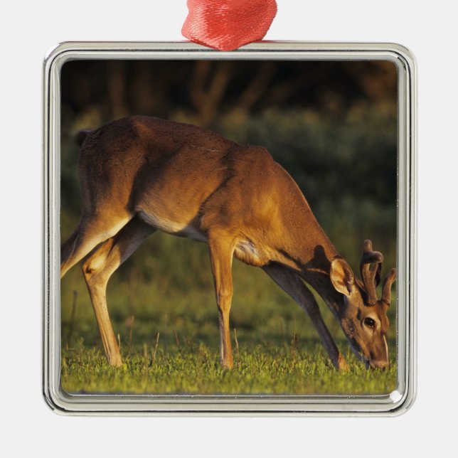 Ornamento De Metal Veado-mateiro, Odocoileus virginianus (Frente)