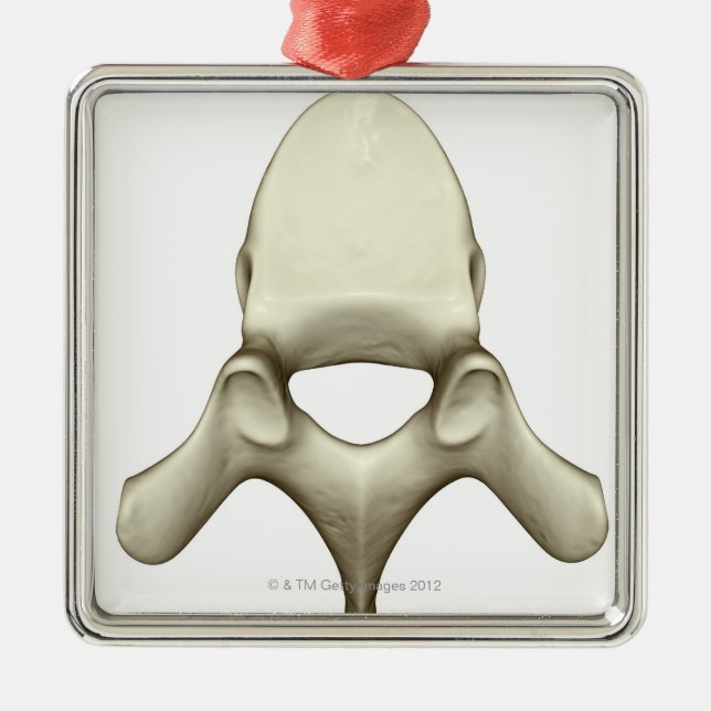 Ornamento De Metal Vértebras (Frente)