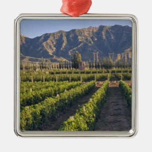 Ornamento De Metal Vinhas de Cabernet Sauvignon em Huailai Rongchen