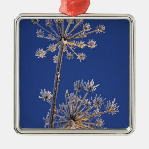 Ornamento De Metal Vista Skyward de Cow Parsnip no inverno coberto de