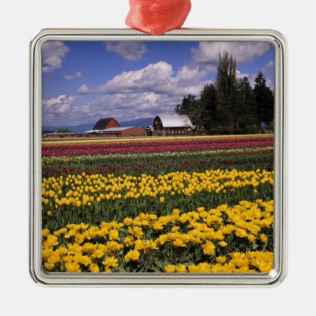 Ornamento De Metal WA, Skagit Valley, Skagit Valley Tulip (Frente)