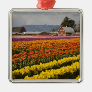 Ornamento De Metal WA, Vale do Skagit, Campos de tulipas em flor, em