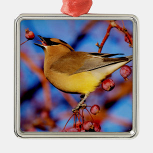 Ornamento De Metal Waxwing de cedro