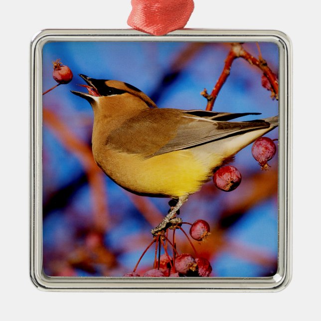Ornamento De Metal Waxwing de cedro (Frente)