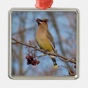 Ornamento De Metal Waxwing de cedro