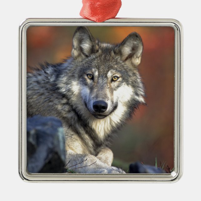 Ornamento De Metal Wolf Lovers Art (Frente)