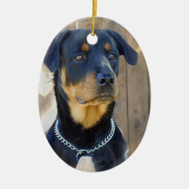 Ornamento de Rottweiler (Frente)